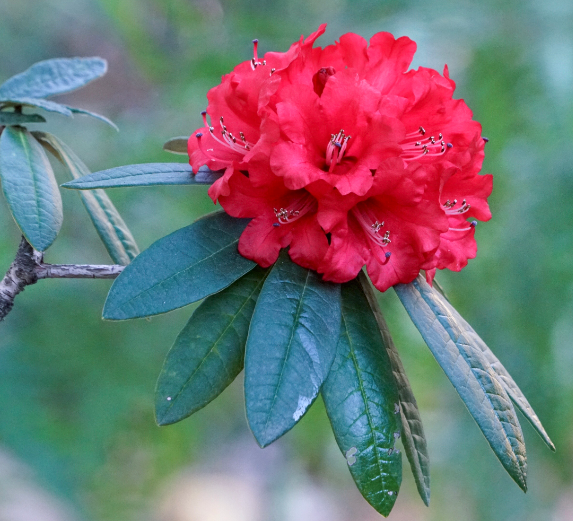 Rhododendron delavayi
